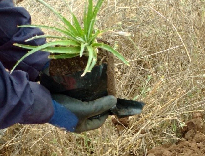 Replante De Puyas En Sector De Especies En Conservación