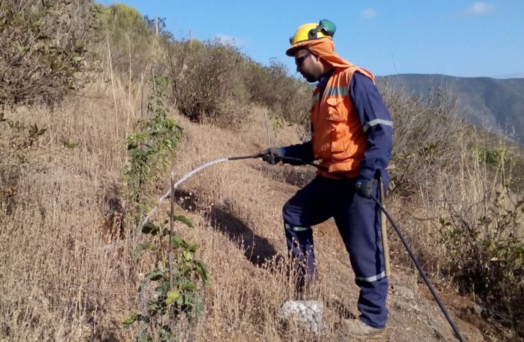Recuperando la flora y fauna de Cabildo