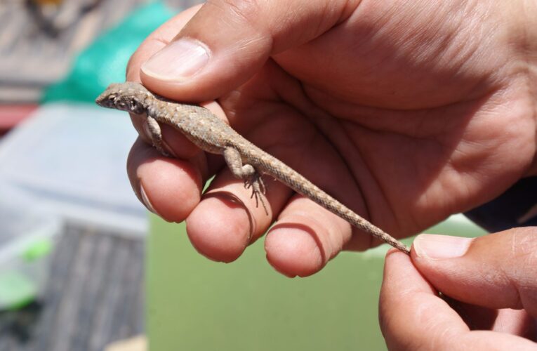 Faena Taltal y su compromiso con el medioambiente