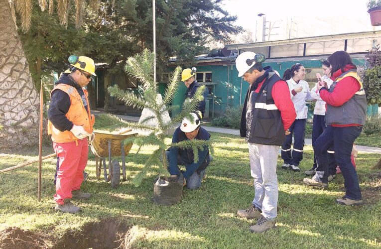 Planta Cabildo Renueva su Entorno Natural
