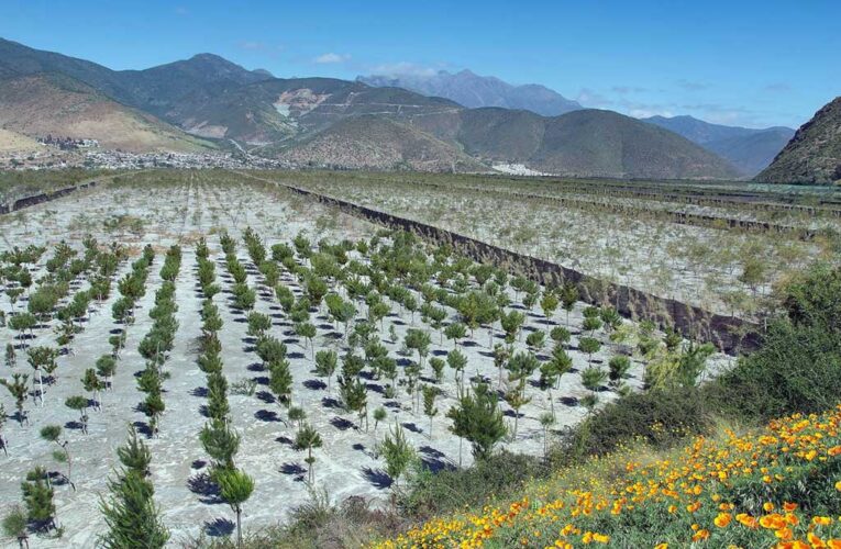 Novedoso Proceso de Forestación en Cabildo es Ejemplo en la Región