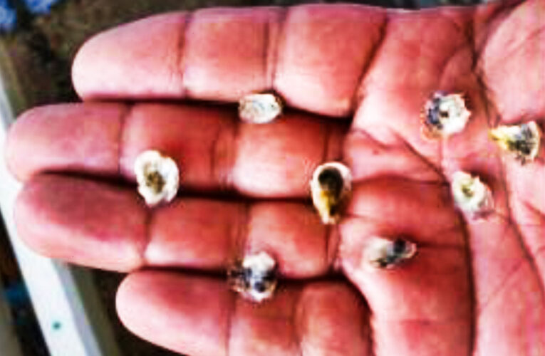 Con el foco en el Ostión del Norte  y Ostras del Pacífico avanza proyecto Acuymin de Taltal