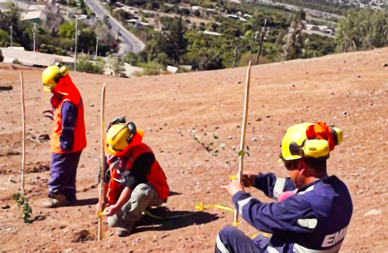 Finaliza en Cabildo Colocación de Árboles Donados a Junta de Vecinos Villa San José