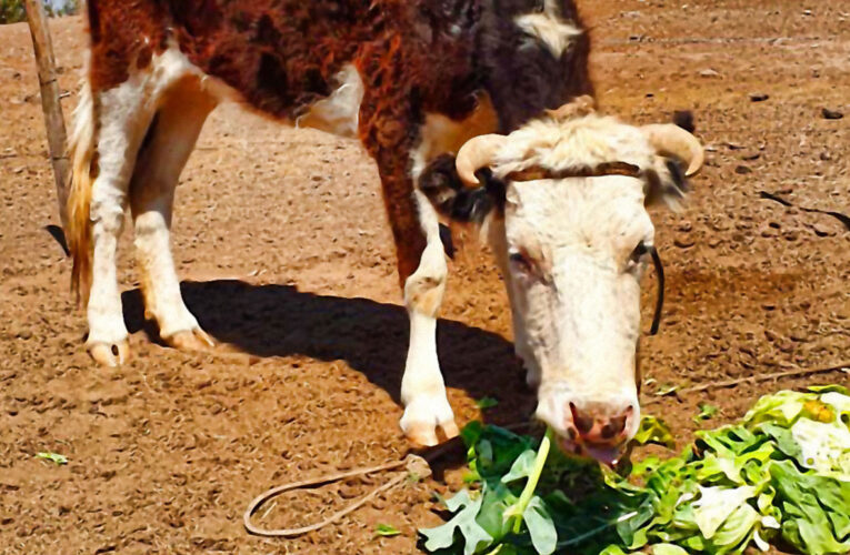 Faena Cabildo Concreta Aporte de Petróleo para Vecinos Afectados por la Sequía
