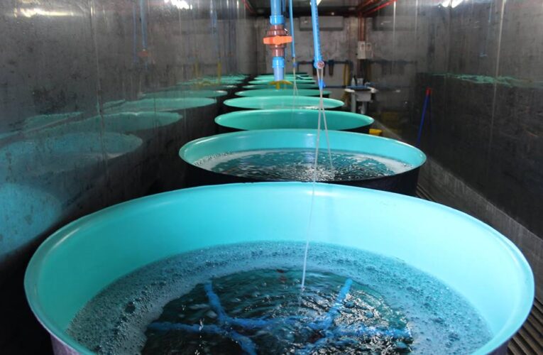 Centro de Cultivo AcuyMin amplía su capacidad productiva