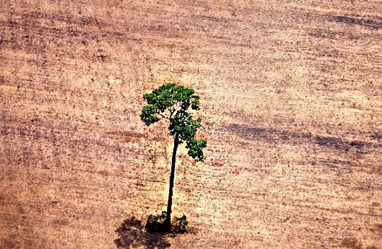 ONU pide no olvidar los problemas ambientales