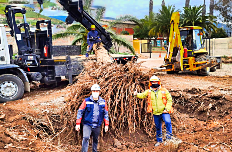 Operativo Permite Rescatar y Trasladar Palmera de 50 Años a Faena Cabildo