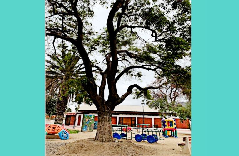 Faena Cabildo se Suma a Iniciativa Navideña Organizada por la Municipalidad