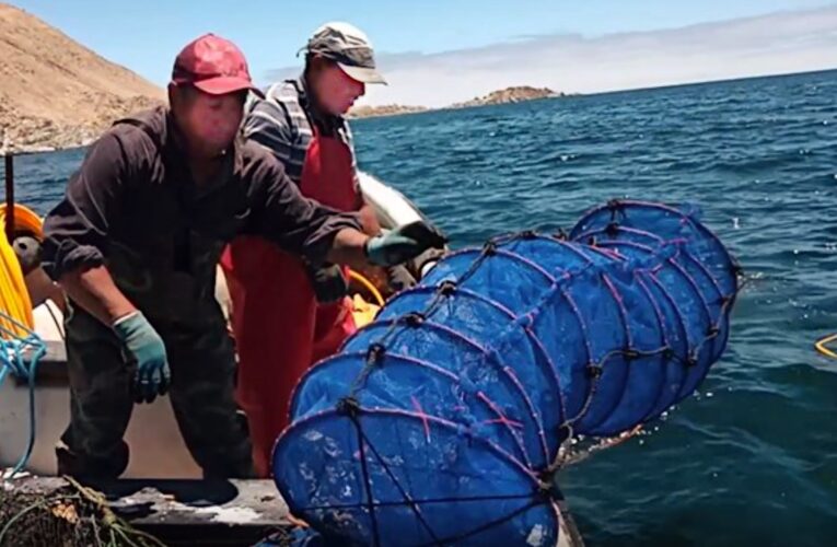 Ostiones y ostras cultivados en AcuyMin alcanzan crecimiento óptimo para ser comercializados