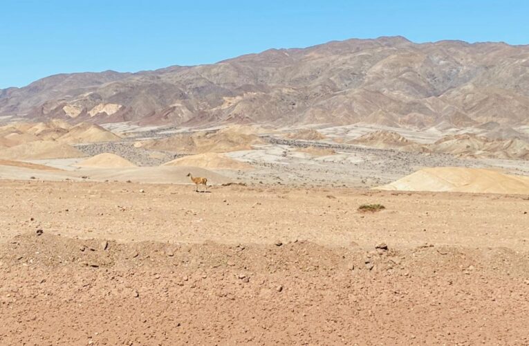 Inesperado encuentro en camino interno entre PLL y Óxidos de Taltal