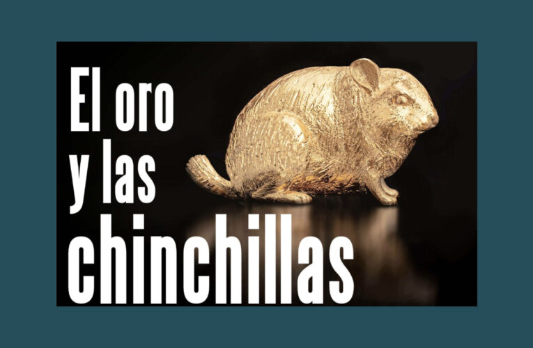 El oro y las chinchillas