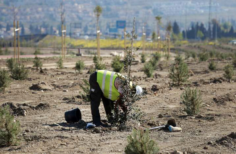 Día Mundial del Medio Ambiente: recuperar nuestros ecosistemas para 2030