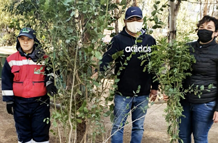 Faena Cabildo Dona Árboles Nativos a Escuela La Viña