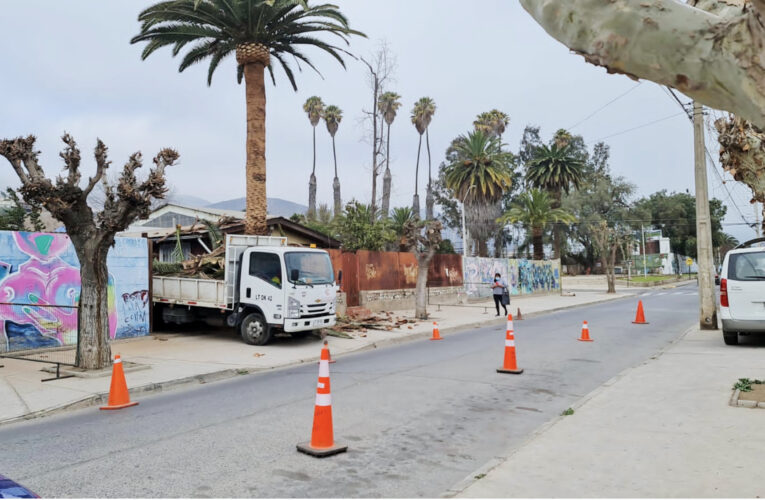 Faena Cabildo Colabora en Poda de Palmera