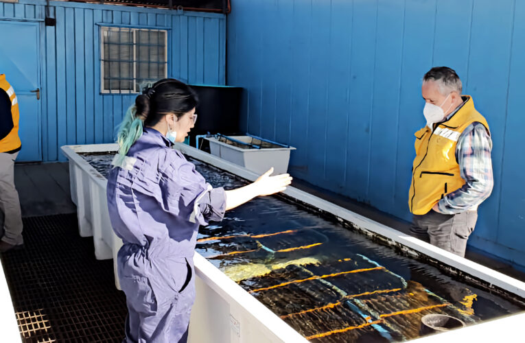 Estudiante de Acuicultura UCN inicia práctica profesional en Acuymin  