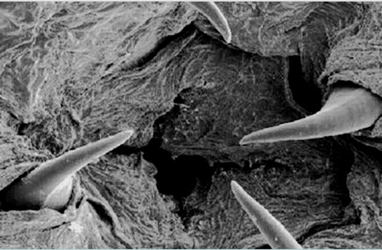 Científicos descubren gusanos marinos que recubren sus mandíbulas con cobre