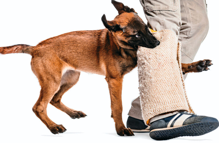 Accidentes laborales y mordedura de perros