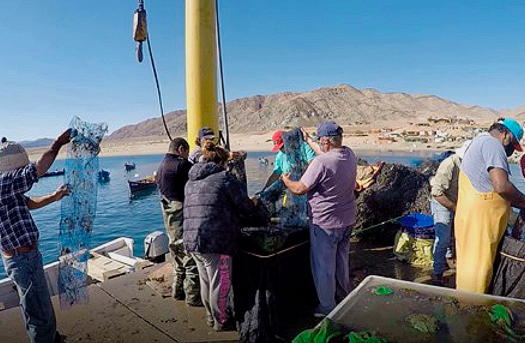 De la mano de AcuyMin, pescadores de Caleta Cifuncho inician cultivo en el mar