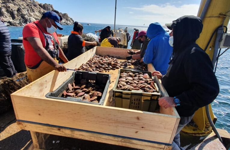 Producidos en ACUYMIN: Primera venta masiva de ostiones y ostras en Caleta Cifuncho