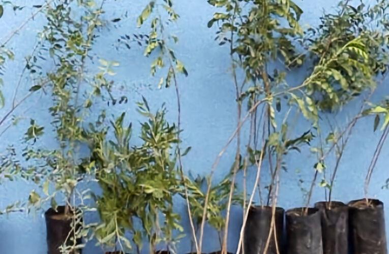 Faena Cabildo aporta árboles nativos de su vivero para actividad escolar de Escuela Básica en Bartolillo